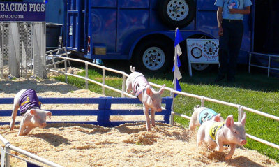 Racing Pigs