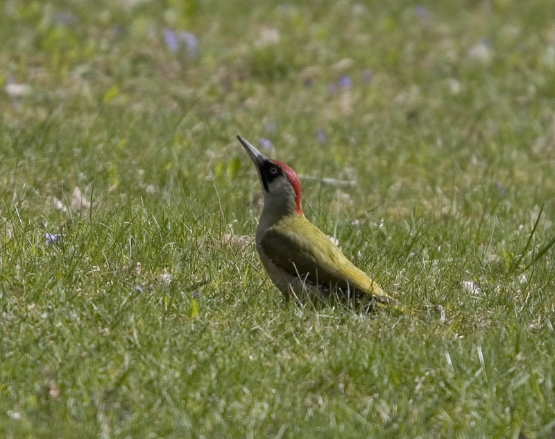 Grngling (Green Woodpecker)