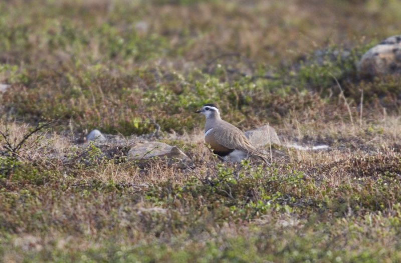 Fjllpipare (Dotterel)