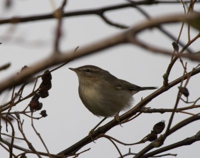 Brunsngare (Dusky Warbler)