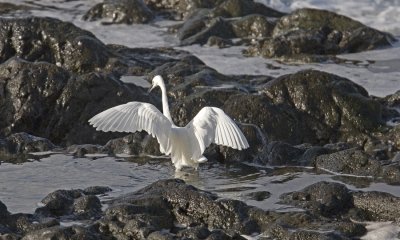 Silkeshger (Little Egret)