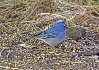 Blfink (Blue Chaffinch)