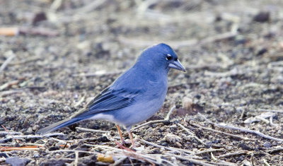 Blfink (Blue Chaffinch)