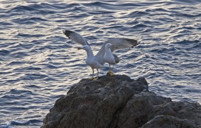 Gulfotat trut , Atlantic Gull (Larus Michaellis Atlantis)