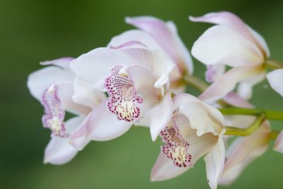 Orkid (Cymbidium)