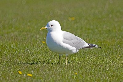 Fiskms (Common Gull)