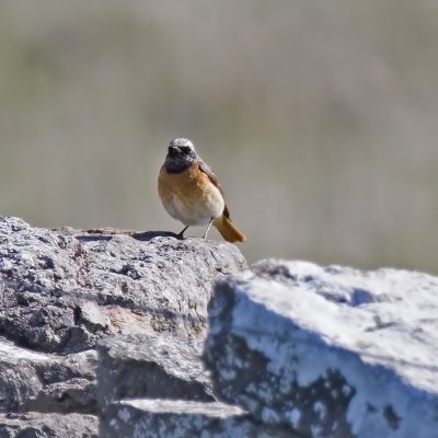 Rdstjrt (Redstart)