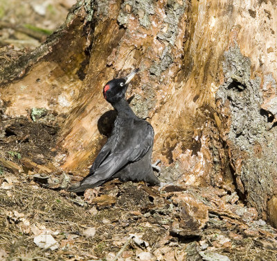 Spillkrka (Black Woodpecker)