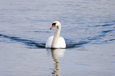 Knlsvan (Mute Swan)