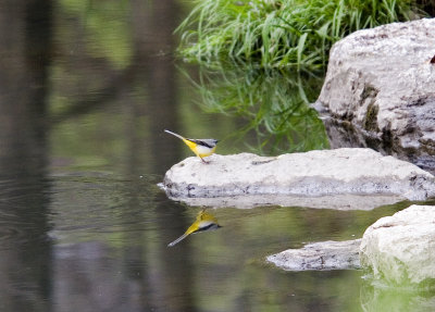 Forsrla (Grey Wagtail)