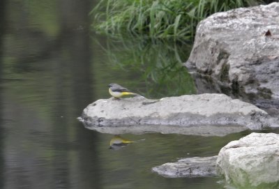 Forsrla (Grey Wagtail)
