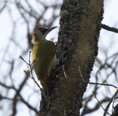 Grngling (Green Woodpecker)