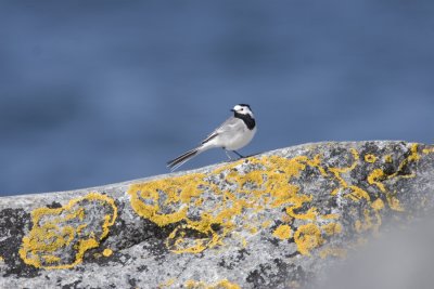 Sdesrla (Pied Wagtail)