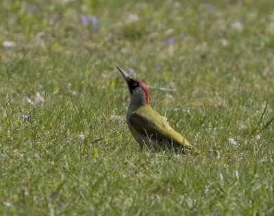 Grngling (Green Woodpecker)