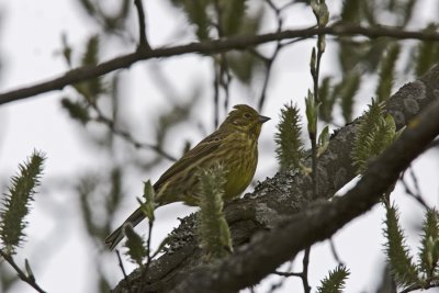 Gulsparv (Yellowhammer)