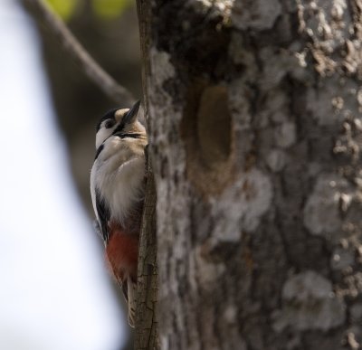 Strre hackspett (Great Spotted Woodpecker)