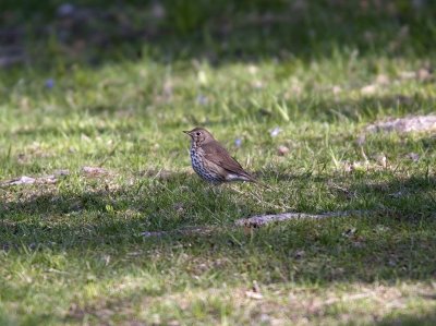 Taltrast (Song Thrush)