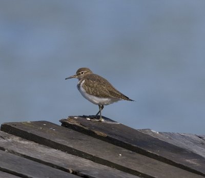 Drillsnppa (Common Sandpiper)