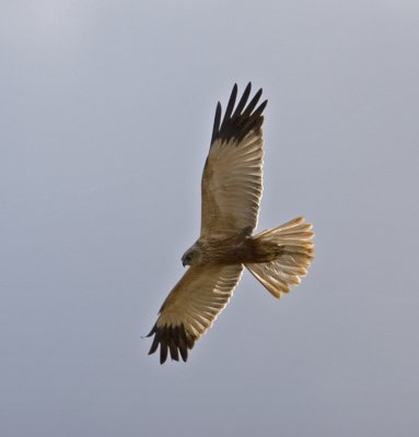 Brun krrhk (Marsh Harrier)