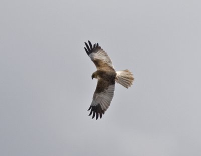 Brun krrhk (Marsh Harrier)