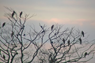 15 of 54 Red Kites gathered at Ystad garbage dump.