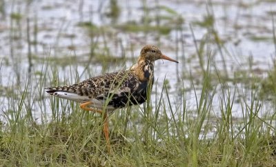 Brushane (Ruff)