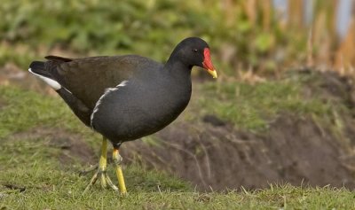 Rrhna (Moorhen)