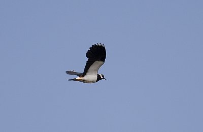 Tofsvipa (Lapwing)