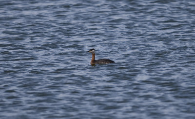 Grhakedopping (Red-necked Grebe)