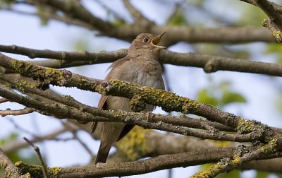 Nktergal (Thrush Nightingale)