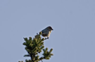 Tallbit (Pine Grossbeak)