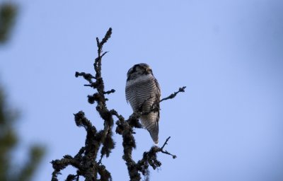 Hkuggla (Hawk Owl)
