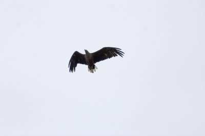 Havsrn (White-tailed Eagle)