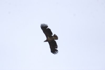 Havsrn (White-tailed Eagle)