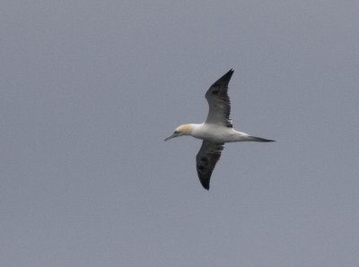 Havssula (Gannet)