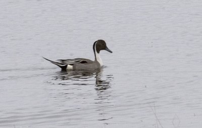 Stjrtand (Pintail)