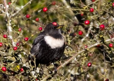 Ringtrast (Ring Ouzel)