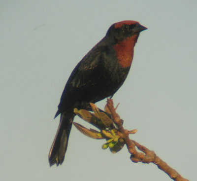 Chestnut-capped Blackbird Chrysomus ruficapillus