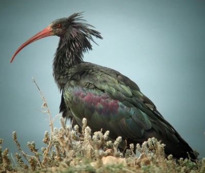 Northern Bald Ibis