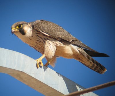 Barbary Falcon