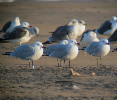 Audouin's Gull