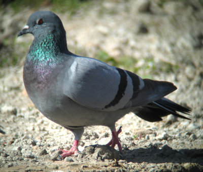 Rock Dove