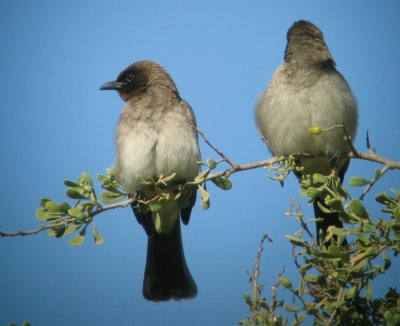 Common Bulbul