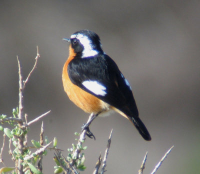 Moussier's Redstart