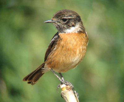 Stonechat