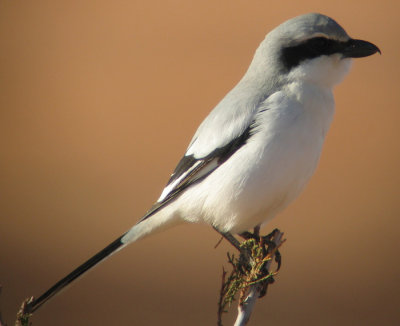 Southern Grey Shrike