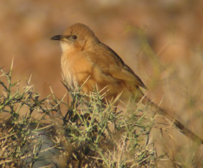 Fulvous Babbler