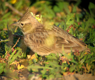 Thekla Lark