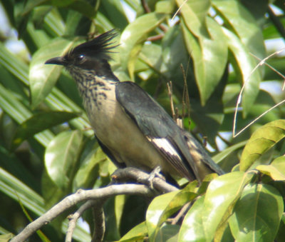 Levaillant's Cuckoo