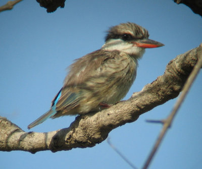 Striped Kingfisher